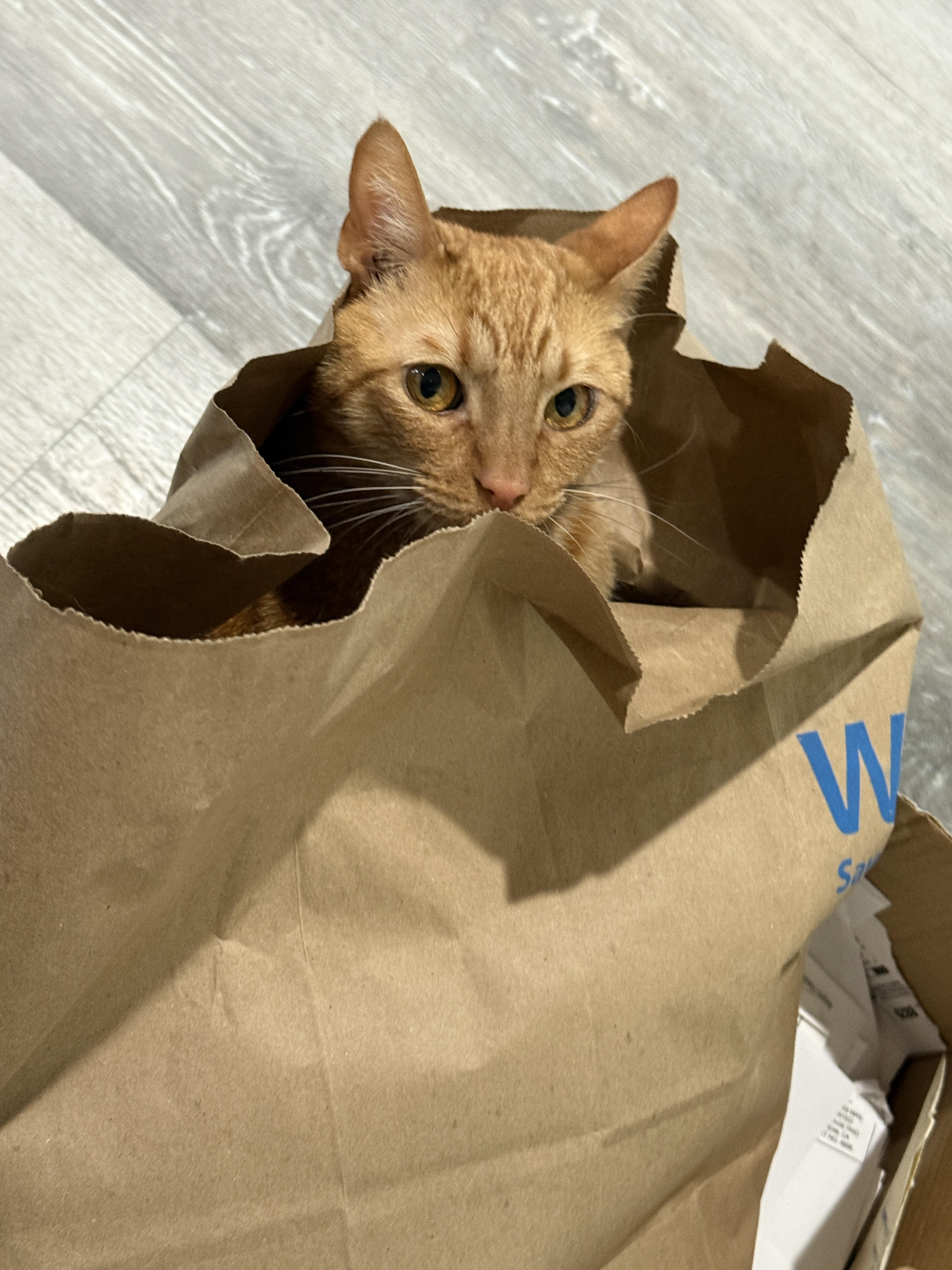 He loves to get inside bags!
